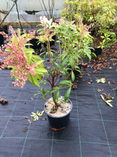 Load image into Gallery viewer, 2 Pieris 'Forest Flame' (Seconds) 40-60cm Tall Shrub in Large 2L Pots