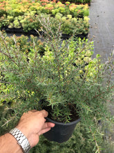Load image into Gallery viewer, 2 Tea Tree Plants - 40-60cm - Leptospermum scoparium 'Martini' - Pink Flowers - 2L Pots