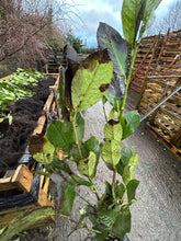 Load image into Gallery viewer, 15 Cherry Laurel Hedging - Seconds - 2-3ft (Some Leaf Damage Due to Frost - Still Fine)