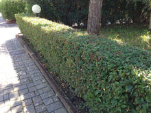 Load image into Gallery viewer, 50 Portugal Portuguese Laurel Hedging in Pots apx 20-30cm tall Prunus Lusitanica