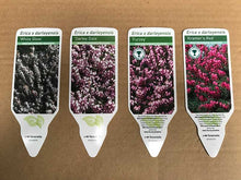Load image into Gallery viewer, 15 Mixed Heather - Winter Flowering, Ground Cover - Red, Pink, Purple, White