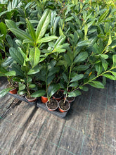 Load image into Gallery viewer, 30 Cherry Laurel Hedging apx 25-35cm in Pots - Great Quality
