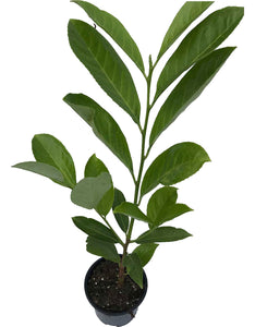 25 Cherry Laurel Hedging apx 25-35cm in Pots - Great Quality