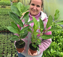 Load image into Gallery viewer, 10 Cherry Laurel Hedging - Seconds - 20-30cm (Some Leaf Damage Still Fine)