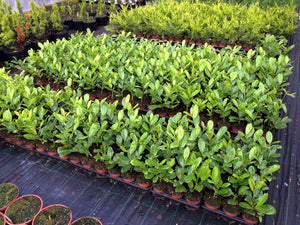 25 Cherry Laurel Hedging apx 25-35cm in Pots - Great Quality
