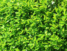 Load image into Gallery viewer, 25 Cherry Laurel Hedging apx 25-35cm in Pots - Great Quality
