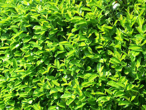 10 Cherry Laurel Hedging apx 25-35cm in Pots - Great Quality