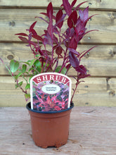 Load image into Gallery viewer, 5 Mixed Shrubs - Well Established in Pots - Great Value - 10.5cm Pots