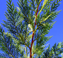 Load image into Gallery viewer, 50 Green Leylandii / Leyland Cypress Hedging apx 30-45cm Tall