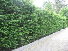 Load image into Gallery viewer, 10 Green Leylandii / Leyland Cypress Hedging apx 30-45cm Tall