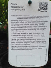 Load image into Gallery viewer, 2 Pieris 'Forest Flame' (Seconds) 40-60cm Tall Shrub in Large 2L Pots