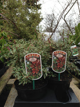 Load image into Gallery viewer, 3 Pieris japonica 'Little Heath' (Seconds) in 2L Pots