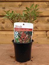 Load image into Gallery viewer, 5 Mixed Shrubs - Well Established in Pots - Great Value - 10.5cm Pots