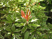 Load image into Gallery viewer, 3 Pieris japonica 'Little Heath' (Seconds) in 2L Pots