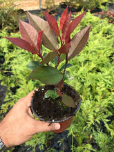 Load image into Gallery viewer, 50 Photinia Little Red Robin - Grow as Shrub or Hedging - Approx 15-20cm Tall