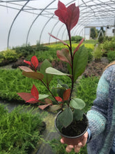 Load image into Gallery viewer, 40 Photinia Little Red Robin - Grow as Shrub or Hedging - Approx 15-20cm Tall