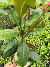 Load image into Gallery viewer, Magnolia grandiflora 'Little Gem' (Seconds) - Evergreen 2-3ft (60-90cm) 3L Pot