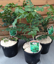 Load image into Gallery viewer, 1 Mahonia x media 'Charity' - Winter Flowering Shrub 2L Pots