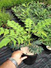 Load image into Gallery viewer, Mahonia japonica