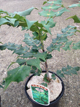 Load image into Gallery viewer, 1 Mahonia x media 'Charity' - Winter Flowering Shrub 2L Pots