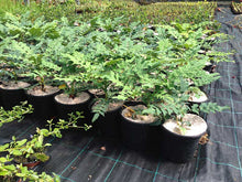 Load image into Gallery viewer, 2 Mahonia x media 'Charity' - Winter Flowering Shrub 2L Pots