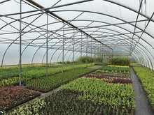 Load image into Gallery viewer, 50 THUJA plicata Gelderland - western red cedar - 30-45cm Fast Growing Hedging