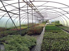 Load image into Gallery viewer, 40 Green Leylandii / Leyland Cypress Hedging apx 30-45cm Tall