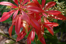 Load image into Gallery viewer, 2 Pieris 'Forest Flame' Shrub in Large 2L Pots Evergreen