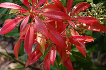 Load image into Gallery viewer, 3 Pieris 'Forest Flame' Shrub (Seconds) in 10.5cm Pots