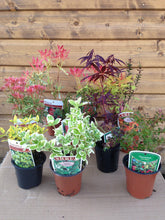 Load image into Gallery viewer, 5 Mixed Shrubs - Well Established in Pots - Great Value - 10.5cm Pots