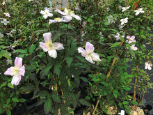 Load image into Gallery viewer, 1 Clematis montana rubens Tetrarose - Climbing Plant - 2-3ft in 2L Pot