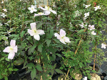 Load image into Gallery viewer, 1 Clematis Montana Rubens - Climbing Plant - 2-3ft in 2L Pot