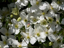 Load image into Gallery viewer, 1 Clematis montana 'Grandiflora' Alba 2-3ft in 2L Pot - White Flowers Climber