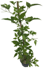 Load image into Gallery viewer, 1 Clematis montana 'Grandiflora' Alba 2-3ft in 2L Pot - White Flowers Climber