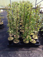 Load image into Gallery viewer, 3 Clematis montana 'Grandiflora' Alba 2-3ft in 2L Pot - White Flowers Climber