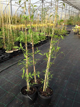 Load image into Gallery viewer, 2 Clematis montana 'Grandiflora' Alba 2-3ft in 2L Pot - White Flowers Climber