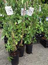 Load image into Gallery viewer, 3 Clematis montana rubens Tetrarose - Climbing Plant - 2-3ft in 2L Pot