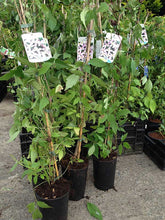 Load image into Gallery viewer, 3 Clematis Montana Rubens - Climbing Plant - 2-3ft in 2L Pot