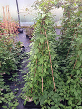 Load image into Gallery viewer, 3 Clematis montana 'Grandiflora' Alba 2-3ft in 2L Pot - White Flowers Climber