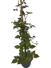 Load image into Gallery viewer, 2 Clematis montana rubens Tetrarose - Climbing Plant - 2-3ft in 2L Pot