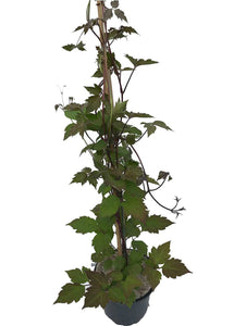 2 Clematis montana rubens Tetrarose - Climbing Plant - 2-3ft in 2L Pot