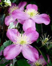 Load image into Gallery viewer, 2 Clematis montana rubens Tetrarose - Climbing Plant - 2-3ft in 2L Pot
