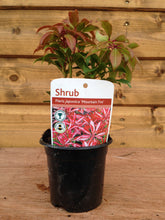 Load image into Gallery viewer, 5 Mixed Shrubs - Well Established in Pots - Great Value - 10.5cm Pots