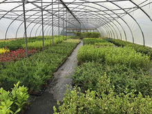 Load image into Gallery viewer, 5 Mixed Shrubs - Well Established in Pots - Great Value - 10.5cm Pots