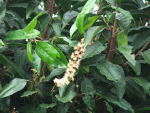 Load image into Gallery viewer, 15 Portugal Portuguese Laurel Hedging in Pots apx 20-30cm tall Prunus Lusitanica