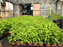 Load image into Gallery viewer, 10 Portugal Portuguese Laurel (Seconds) Hedging in Pots apx 15-20cm tall Prunus Lusitanica