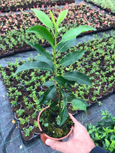 Load image into Gallery viewer, 10 Portugal Portuguese Laurel Hedging in Pots apx 20-30cm tall Prunus Lusitanica