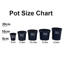 Load image into Gallery viewer, 10 Portugal Portuguese Laurel Hedging in Pots apx 20-30cm tall Prunus Lusitanica