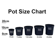 Load image into Gallery viewer, 1 Blueberry Plants - Big 2L Pots - 'Bluecrop'  High Yield - Self-Fertile 30-45cm Tall