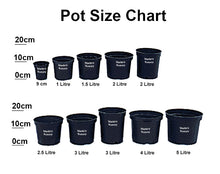 Load image into Gallery viewer, 1 Cordyline australis Evergreen Palm (SECONDS) - approx 2-3ft (60-90cm) tall